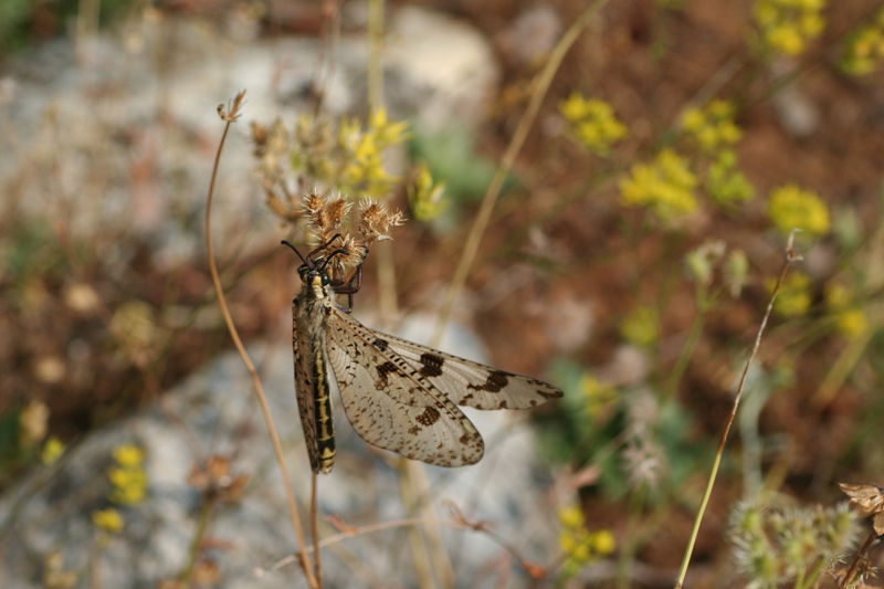 Myrmeleontidae: femmina di Palpares libelluloides