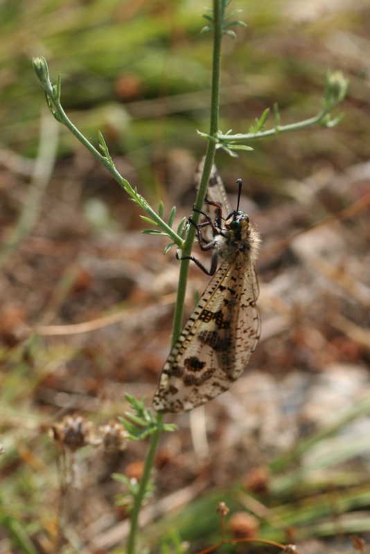 Myrmeleontidae: femmina di Palpares libelluloides