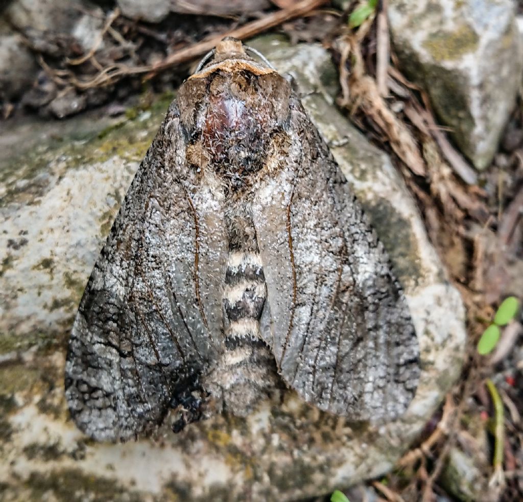 Cossus cossus (Cossidae)