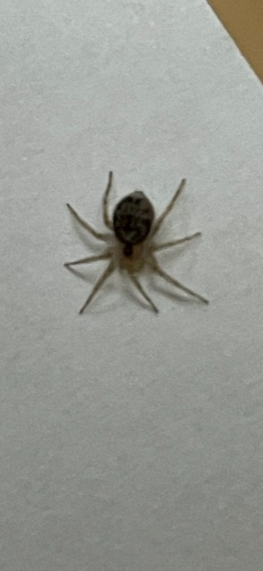 Ragno.. o zecca?   Ragno: Oecobius sp.