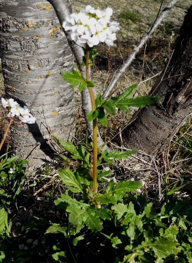Provincia di Pesaro e Urbino : Diplotaxis erucoides