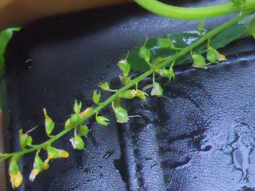 fiore giallo 2 - Melilotus sp.