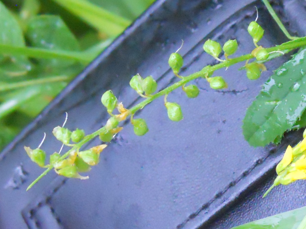 fiore giallo 2 - Melilotus sp.
