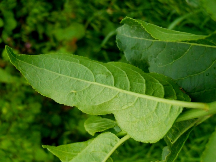Euonymus europaeus