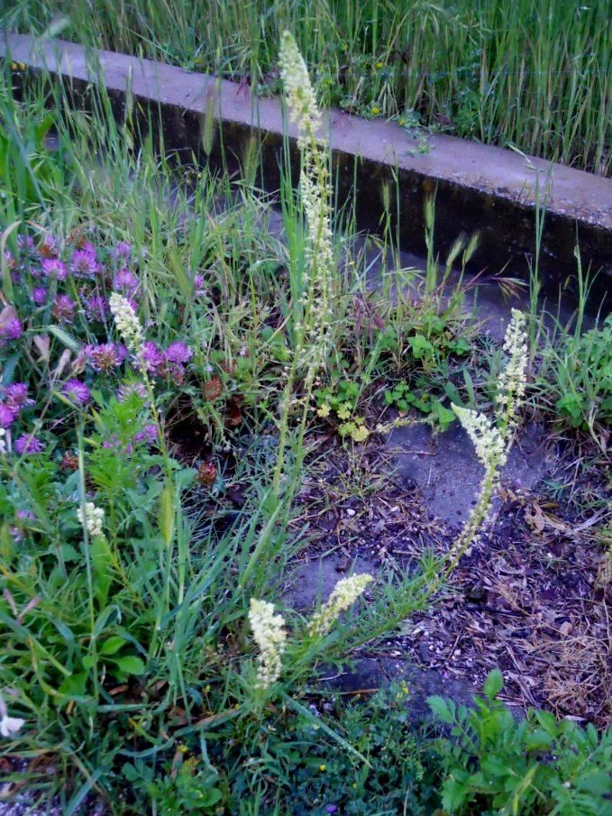 Reseda lutea