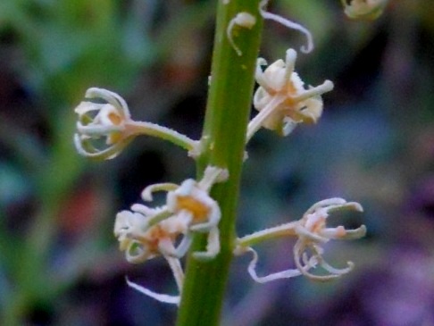 Reseda lutea