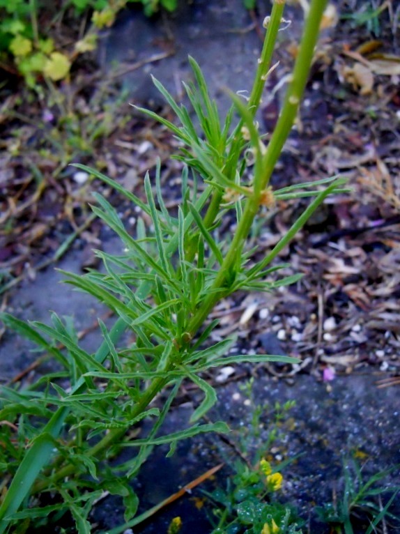 Reseda lutea