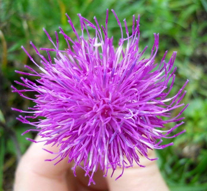 Carduus nutans