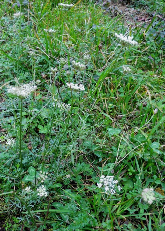 Umbellifera - Daucus carota