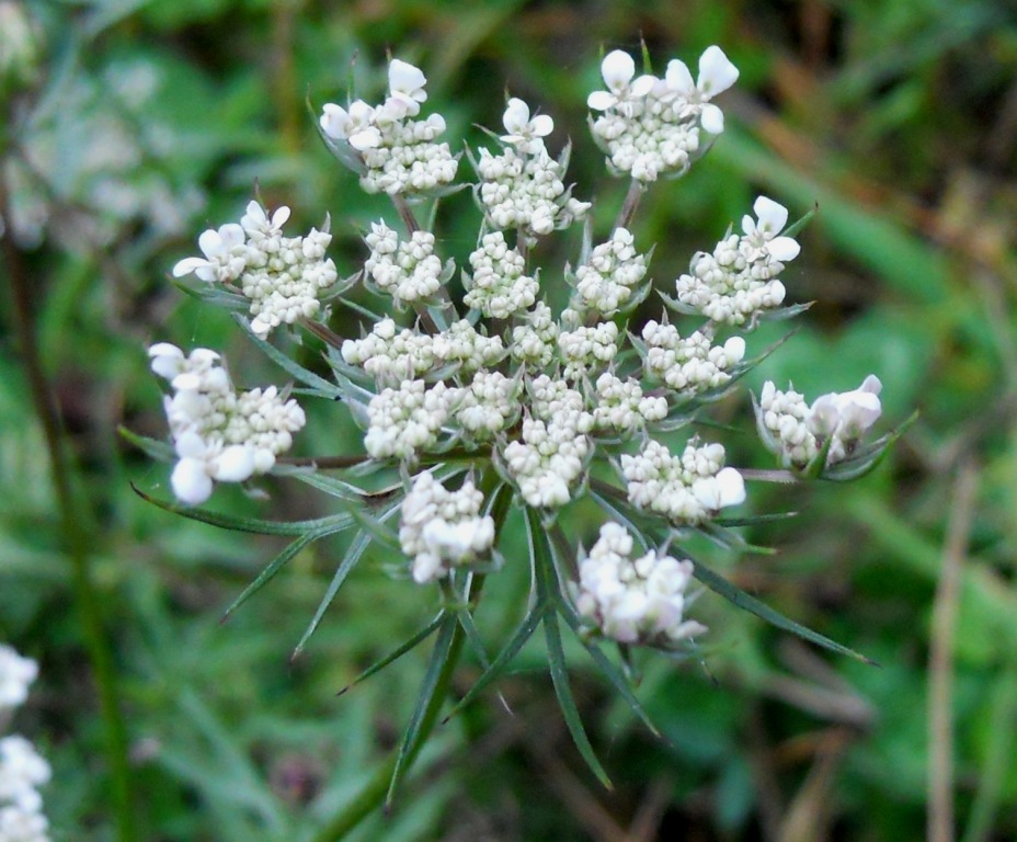 Umbellifera - Daucus carota
