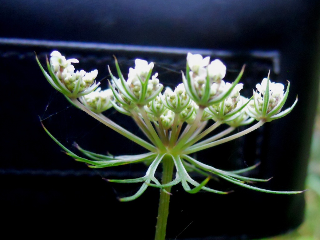 Umbellifera - Daucus carota