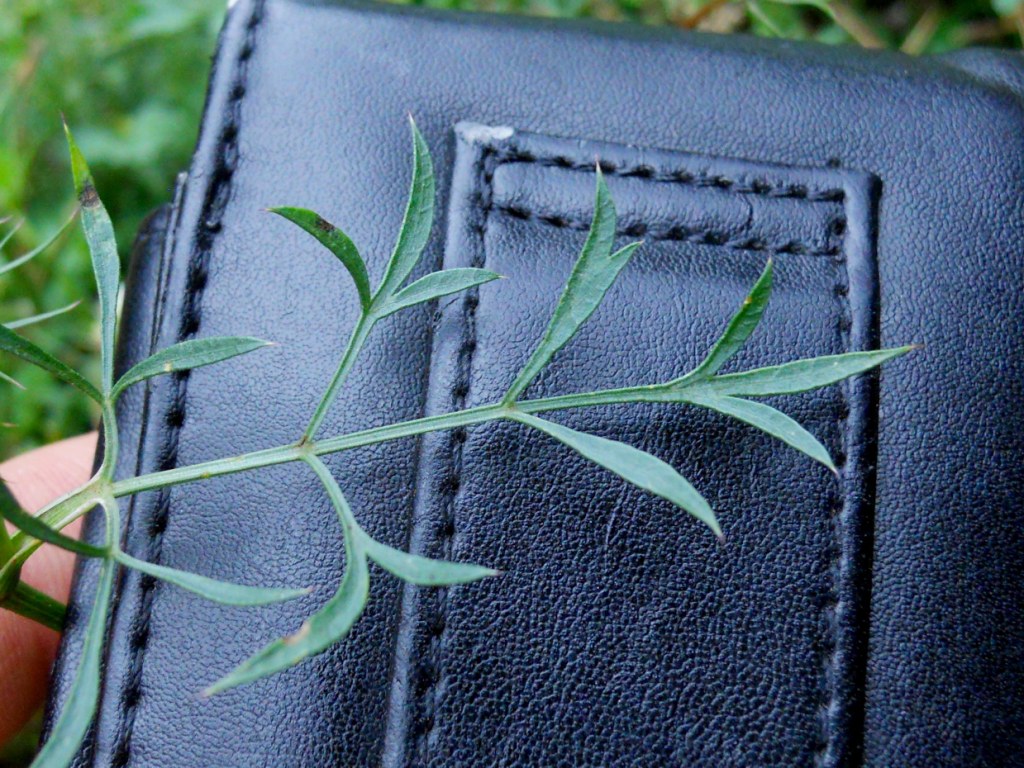Umbellifera - Daucus carota