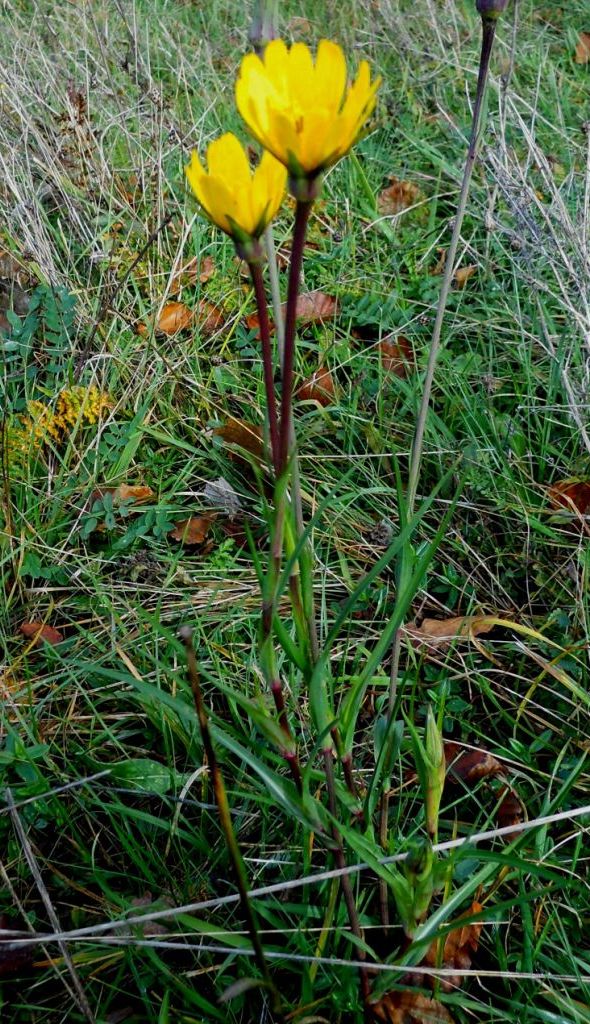 Tragopogon orientalis / Barba di becco orientale