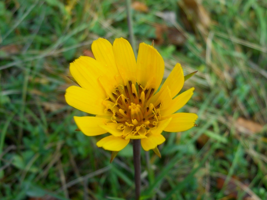Tragopogon orientalis / Barba di becco orientale