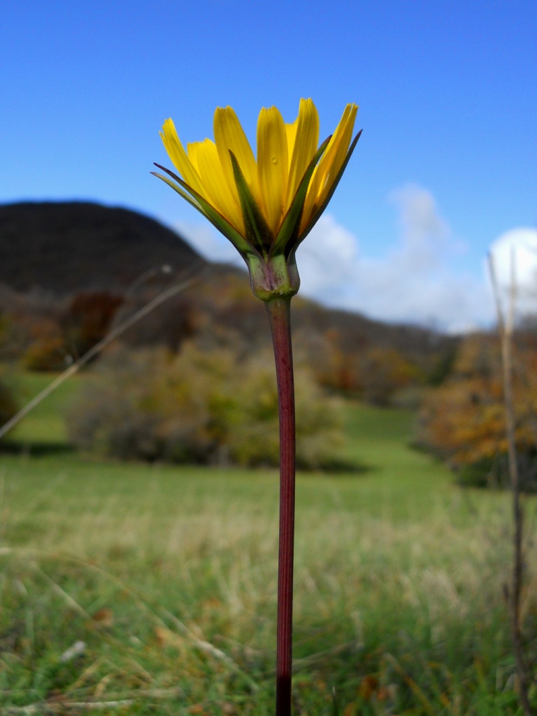 Tragopogon orientalis / Barba di becco orientale