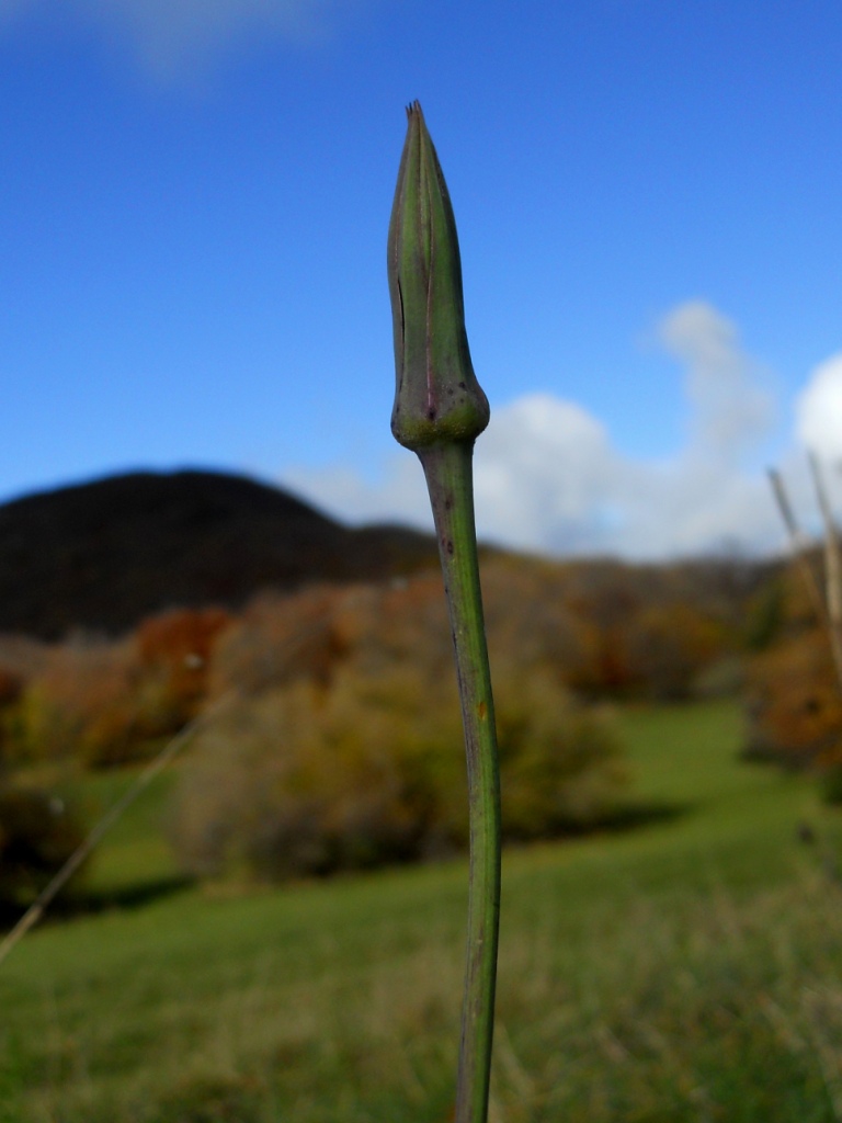 Tragopogon orientalis / Barba di becco orientale