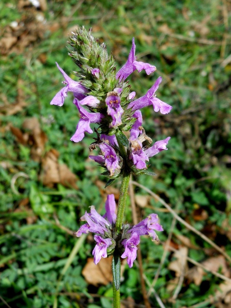 Fiore lilla 4 - Stachys officinalis