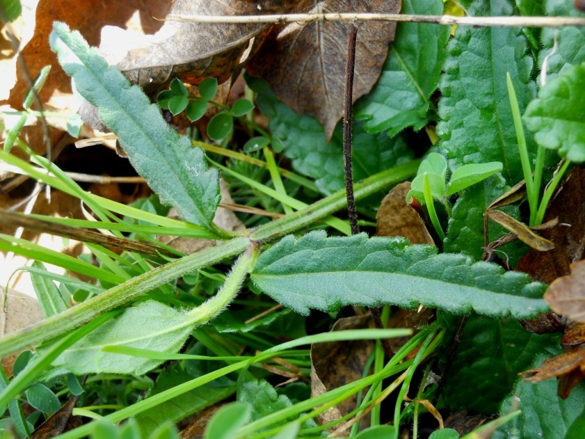 Fiore lilla 4 - Stachys officinalis