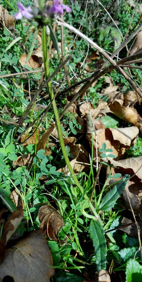 Fiore lilla 4 - Stachys officinalis