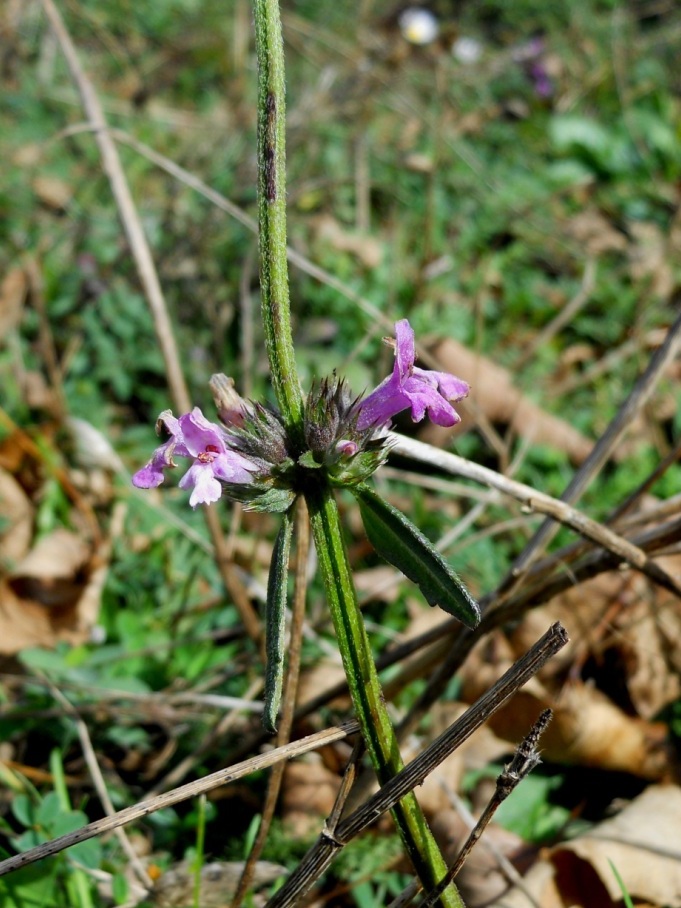 Fiore lilla 4 - Stachys officinalis