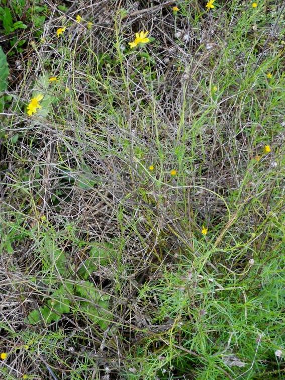 Asteracea 2 - Senecio inaequidens