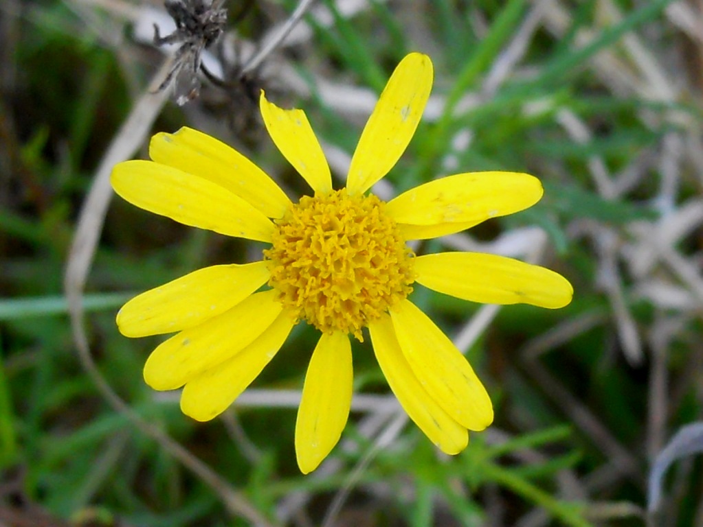 Asteracea 2 - Senecio inaequidens