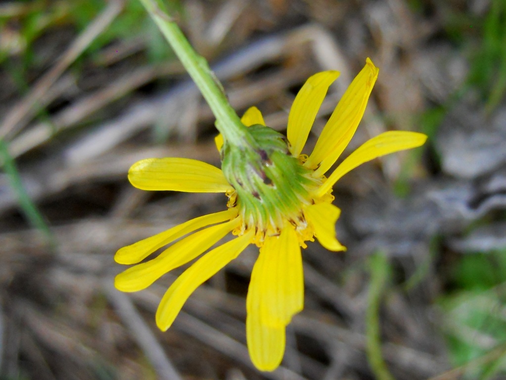 Asteracea 2 - Senecio inaequidens