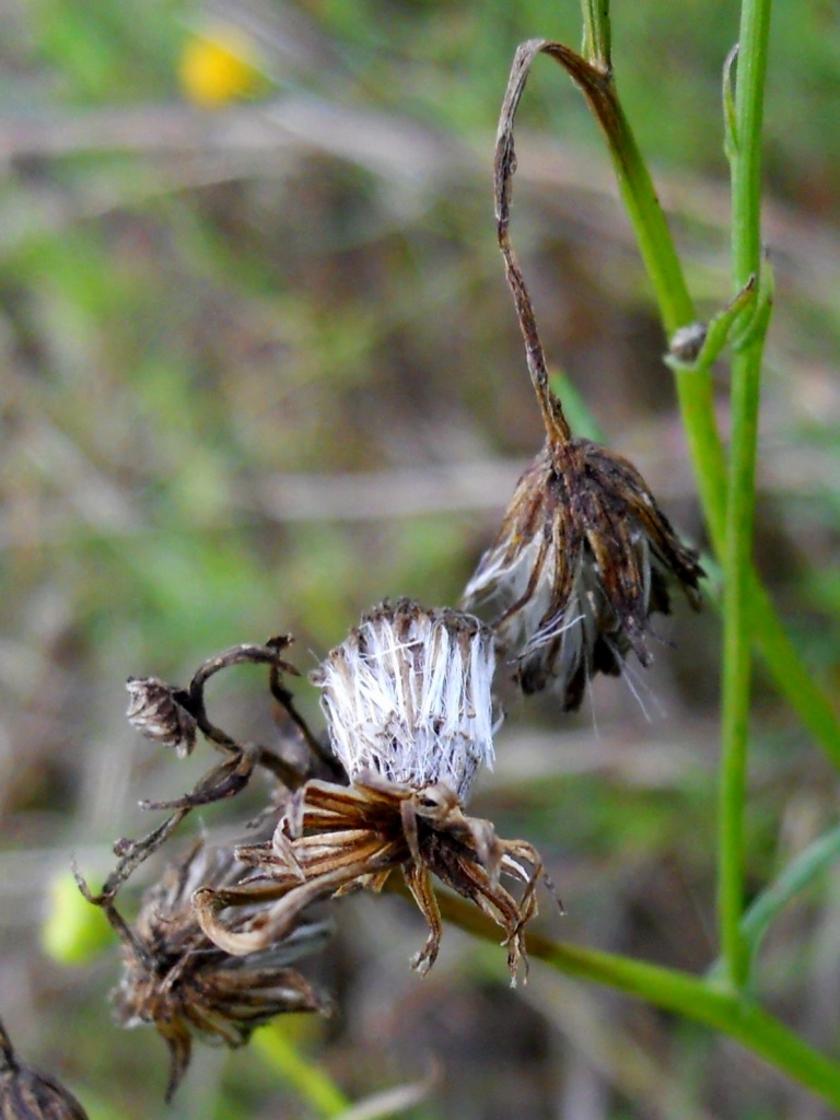 Asteracea 2 - Senecio inaequidens