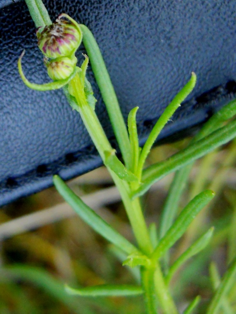 Asteracea 2 - Senecio inaequidens