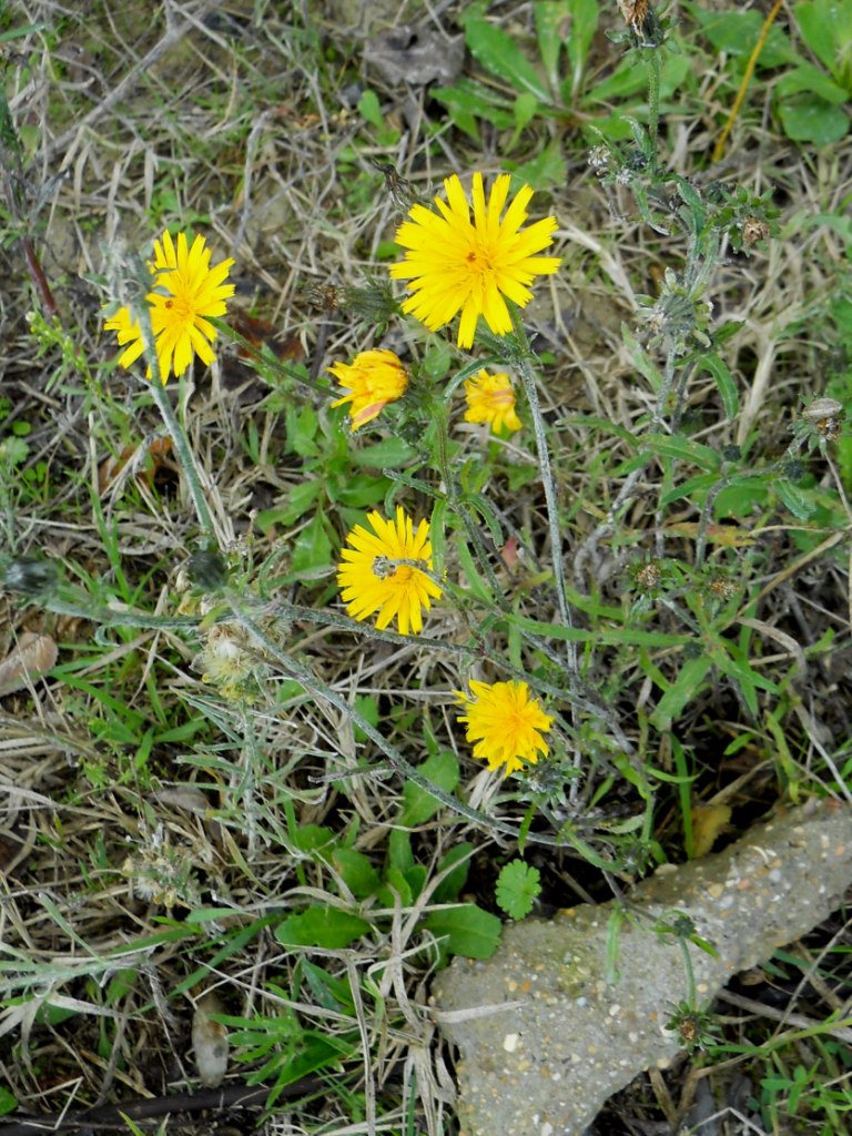 Picris hieracioides / Aspraggine comune