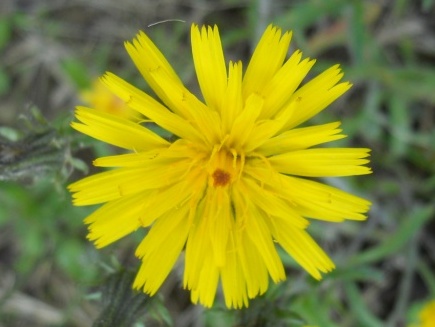 Picris hieracioides / Aspraggine comune