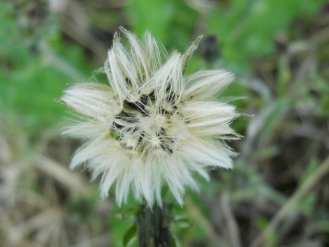 Picris hieracioides / Aspraggine comune