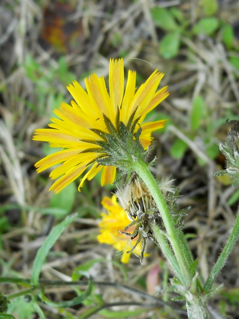 Picris hieracioides / Aspraggine comune