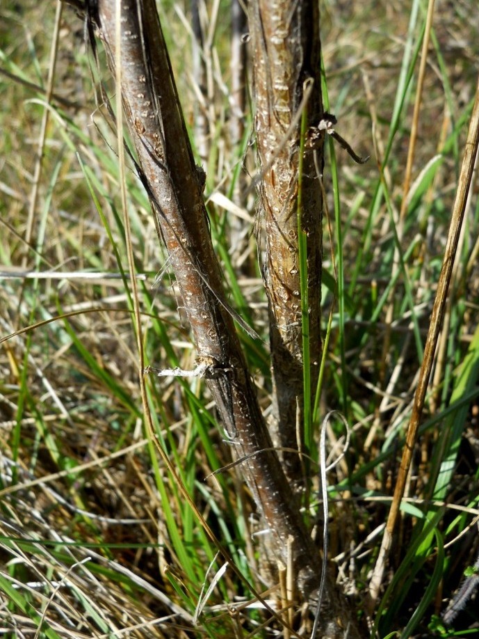 Colutea arborescens