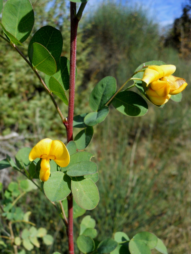 Colutea arborescens