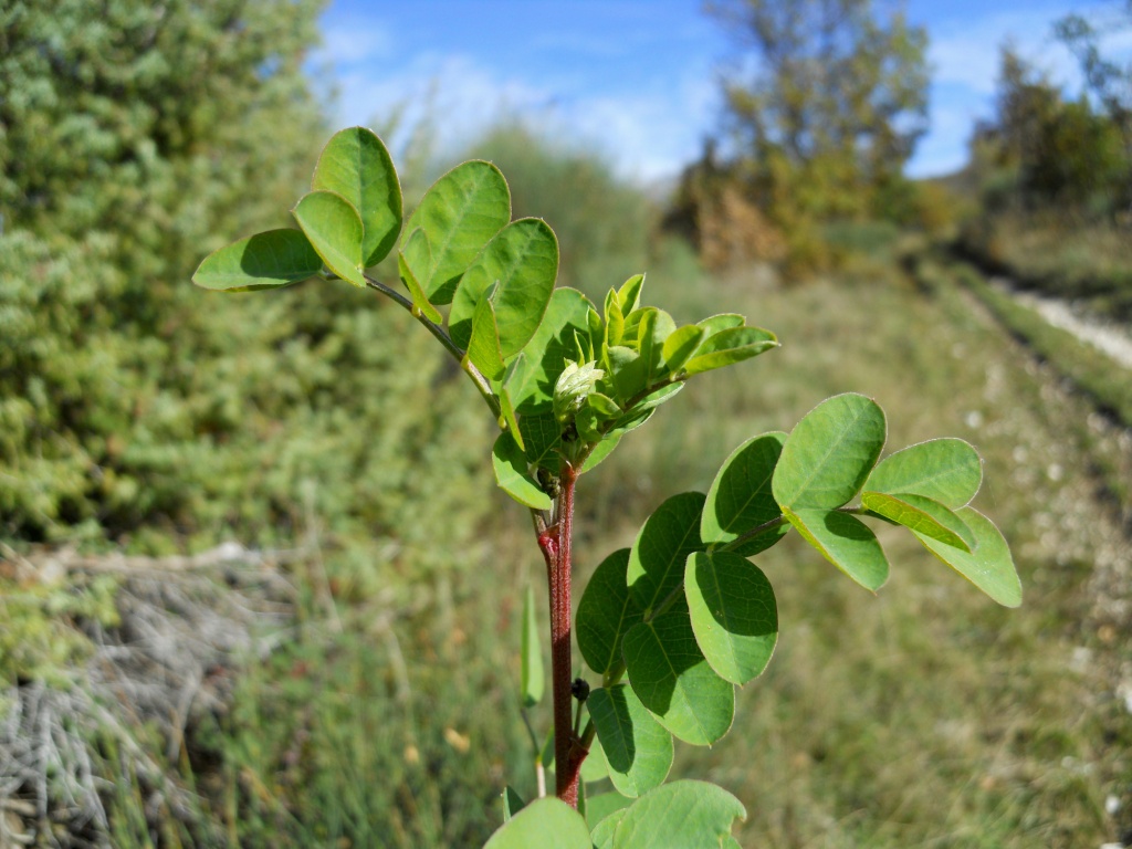 Colutea arborescens