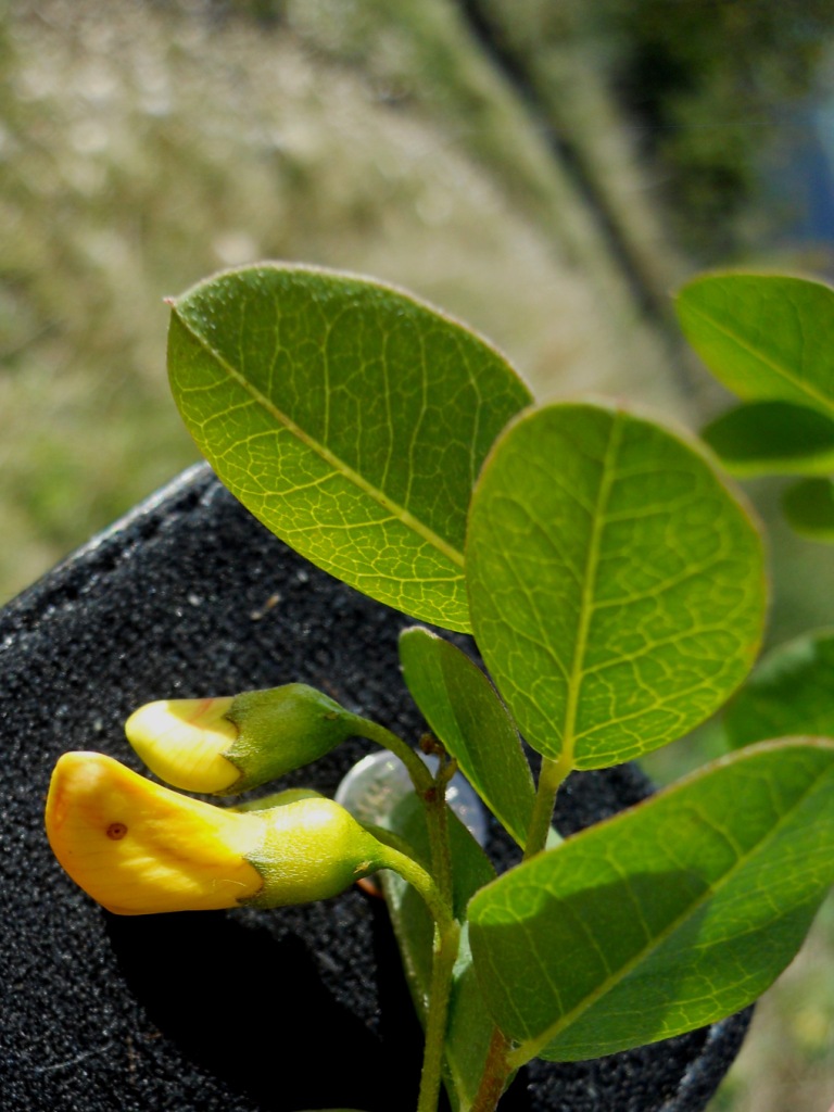 Colutea arborescens