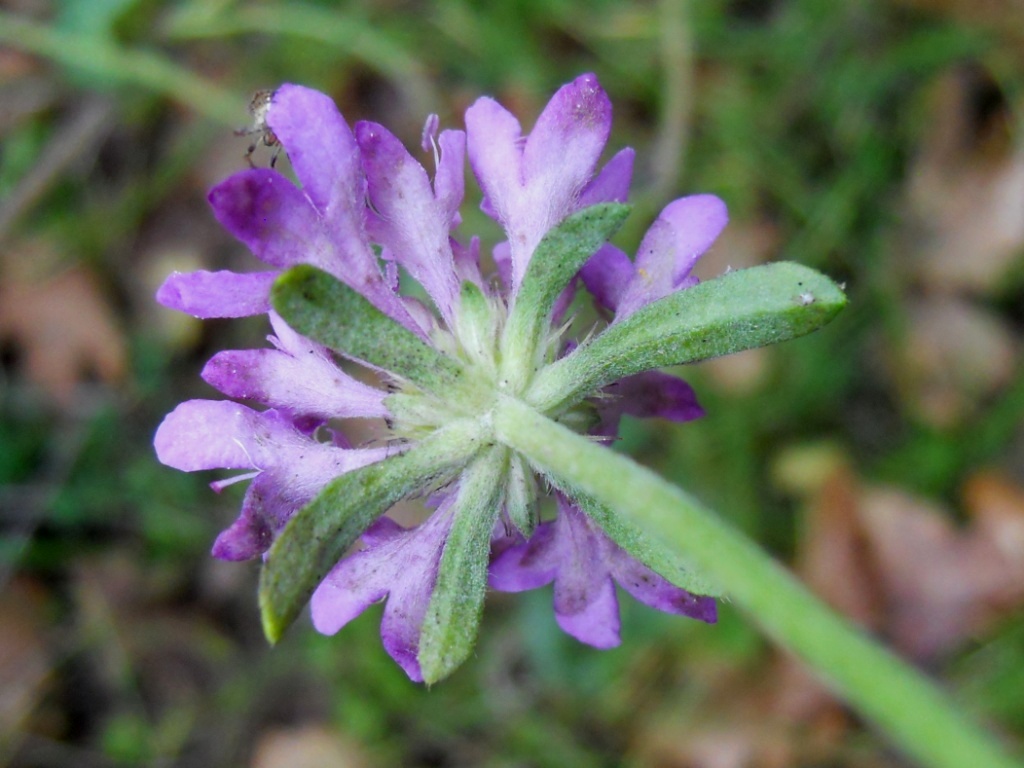 Pianta con fiore rosa - Sixalix atropurpurea