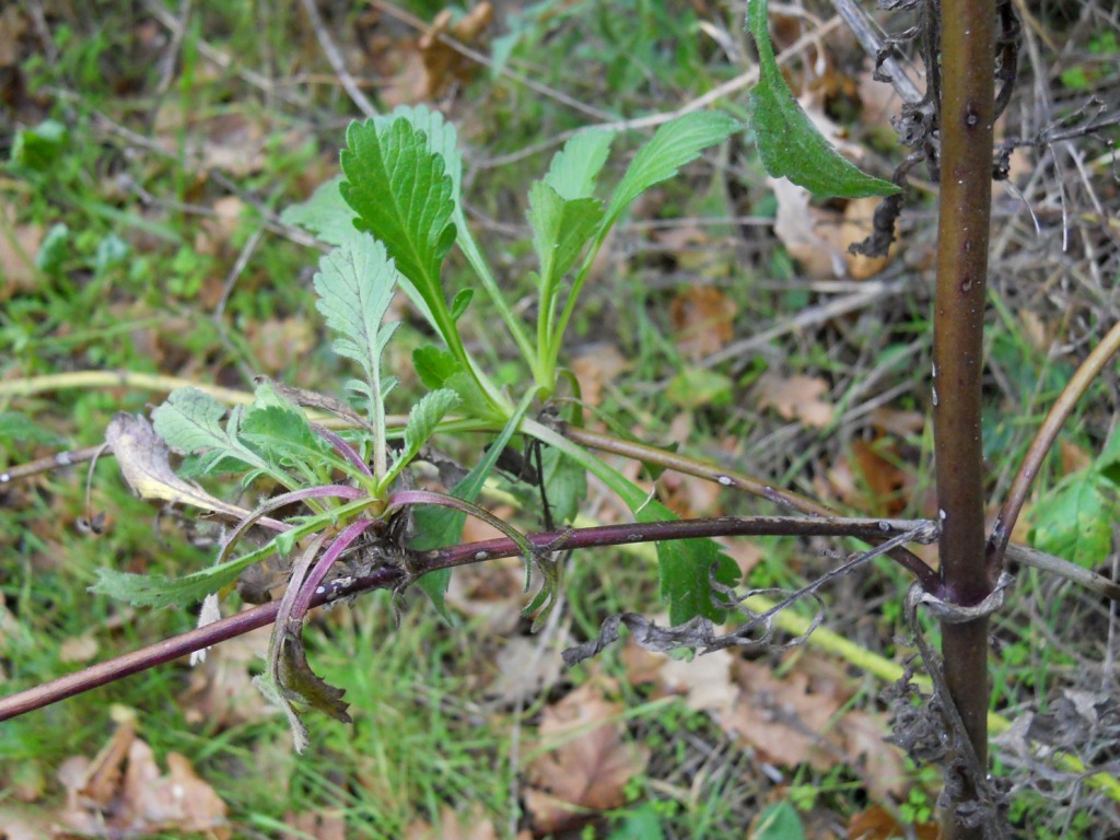 Pianta con fiore rosa - Sixalix atropurpurea