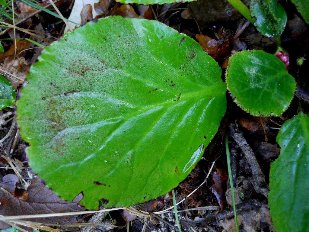 Bergenia crassifolia / Bergenia a foglie carnose