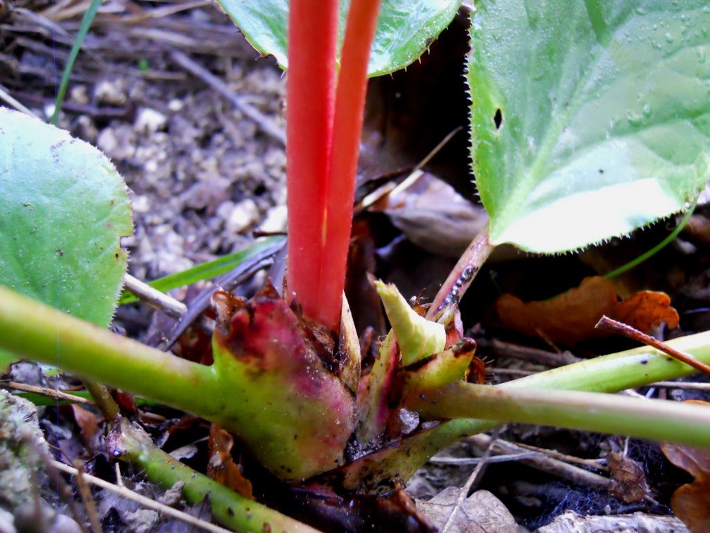 Bergenia crassifolia / Bergenia a foglie carnose