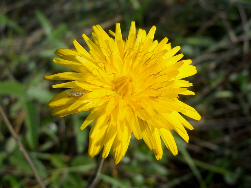 Reichardia picroides