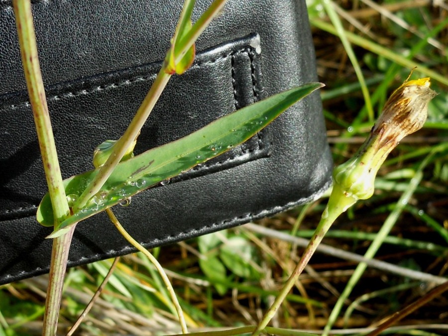 Reichardia picroides