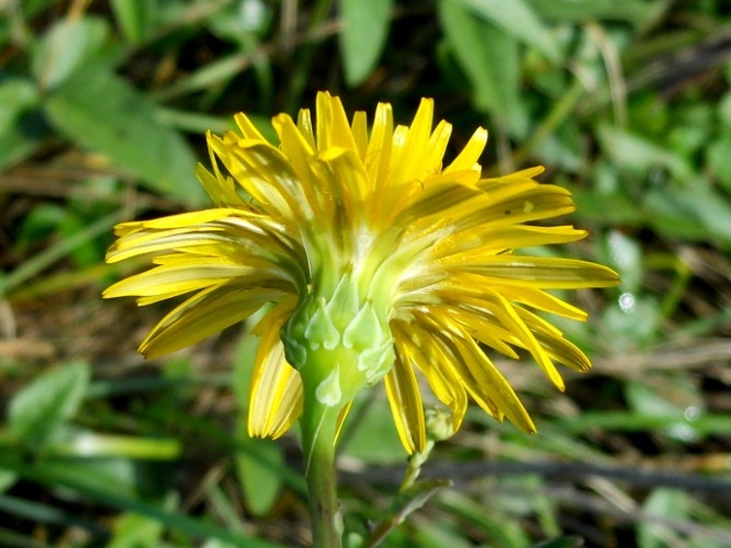 Reichardia picroides