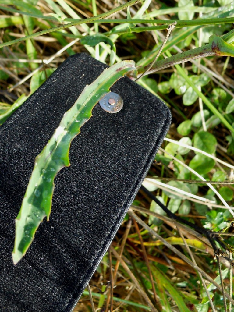Reichardia picroides