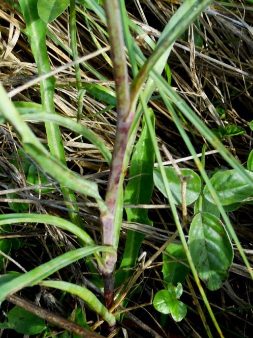 Reichardia picroides