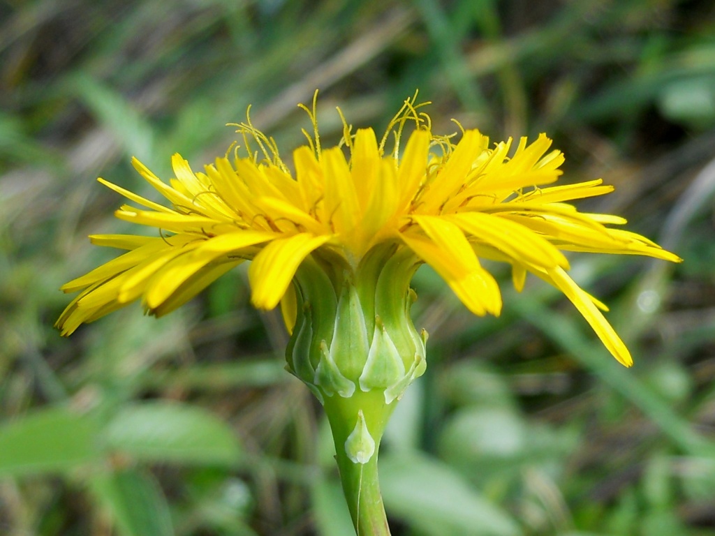 Reichardia picroides