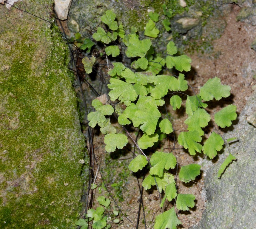 Grotta - Adiantum capillus-veneris