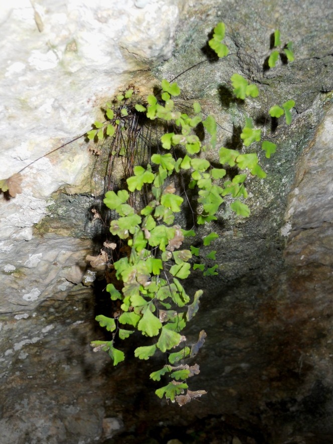 Grotta - Adiantum capillus-veneris