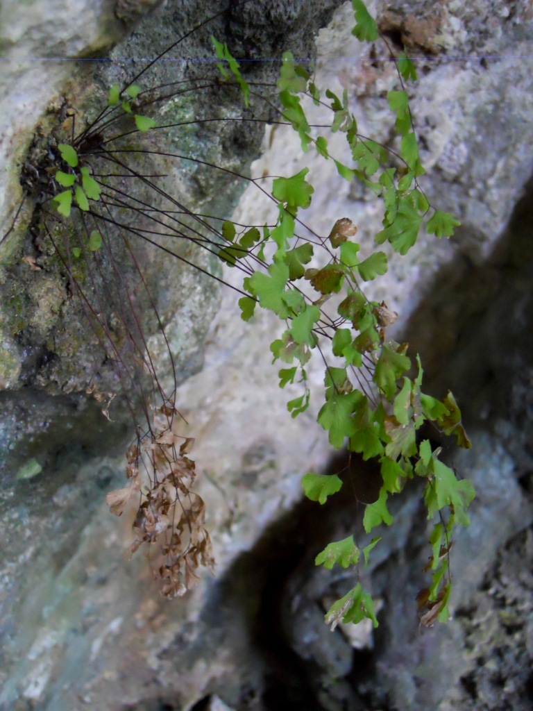 Grotta - Adiantum capillus-veneris